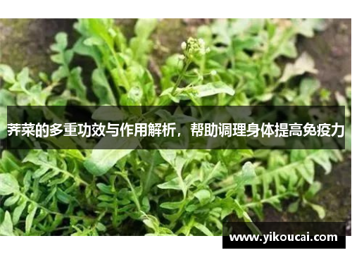 荠菜的多重功效与作用解析，帮助调理身体提高免疫力